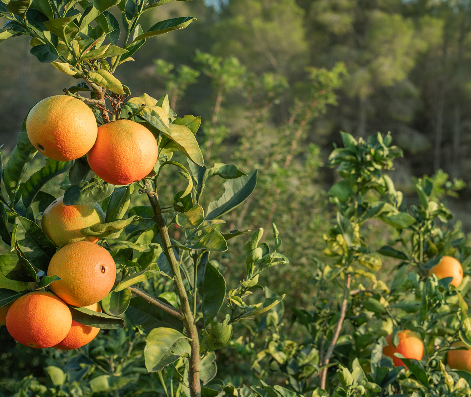 Naranjas