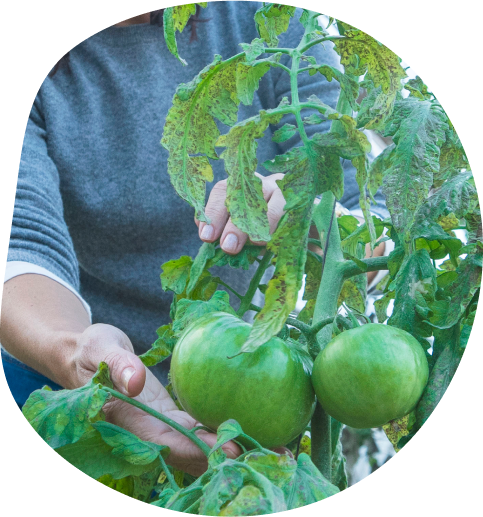 Tomate de la Huerta